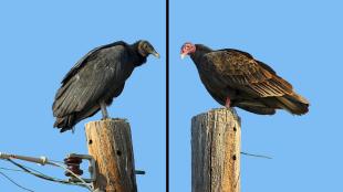 Black Vulture - Turkey Vulture comparison
