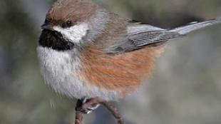 Boreal Chickadee