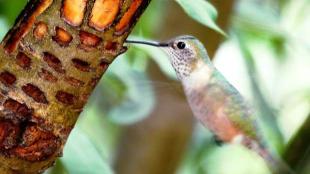 Broad-tailed Hummingbird drinking sap from tree bark