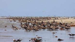 Brown Pelicans