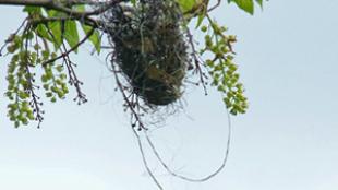 The Oriole's Nest