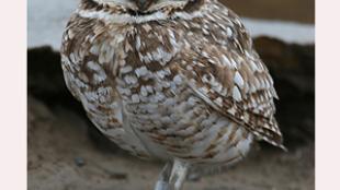 Burrowing Owl