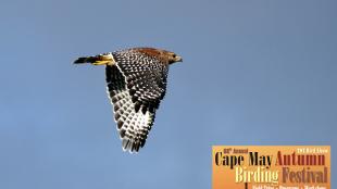 Red-shouldered Hawk over Cape May