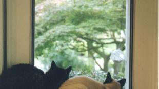 Cats indoors enjoy viewing the outdoors