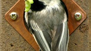 Black-capped Chickadee
