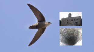 Chimney Swift with image showing chimney at Thompson Rivers University