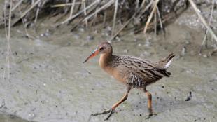 Ridgeway's Rail walks delicately across mud at water's edge, showing its long legs and toes, and a sharp long beak.