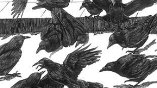 Crows at a crow funeral - illustration by Tony Angell