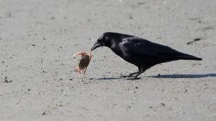 Crow with crab