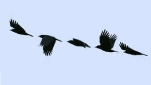 Crow in flight