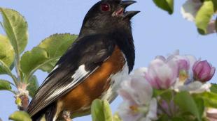 Eastern Towhee singing