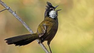 Eastern Whipbird calling
