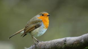 European Robin perched on a branch