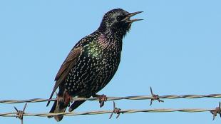 European Starling on a common perch