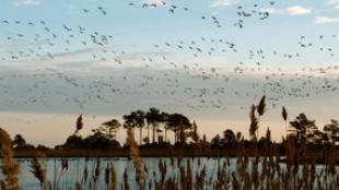 Geese in flight over a marsh