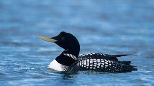 Yellow-billed Loon in breeding plumage
