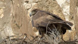 Golden Eagle at nest