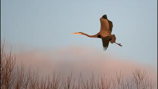 Great Blue Heron in rosy light