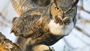 Great Horned Owl