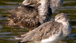 Greater Yellowlegs