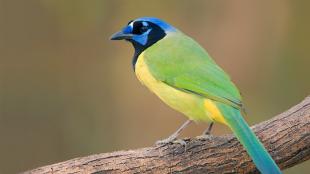 Green Jay in left profile, showing green back and tail, yellow body and blue and black head and beak