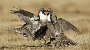 Gunnison Sage-Grouse on display ground