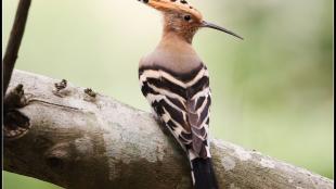 Hoopoe perched on branch