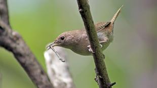 House Wren with nest material