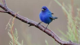 Indigo Bunting showing its vivid blue plumage, pale wide beak and dark legs as it stands on a wet branch.