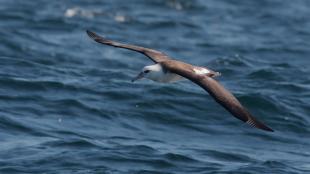 A Laysan Albatross flying over open water.