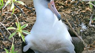 Laysan Albatross and chick