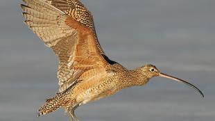 Long-billed Curlew coming in for a landing with wings outstretched