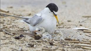 Least Tern and it's chicks