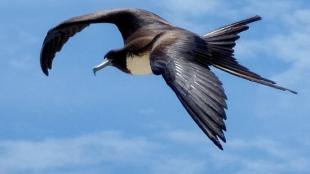 Magnificent Frigatebird in flight, its wings outstretched against a partly cloudy sky