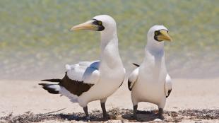 Masked Booby pair