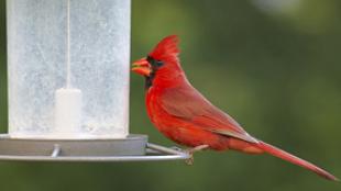 Northern Cardinal male at bird feeder