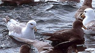 Northern Fulmars