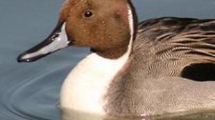 Northern Pintail