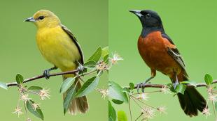 Orchard Orioles, female (L) and male (R)