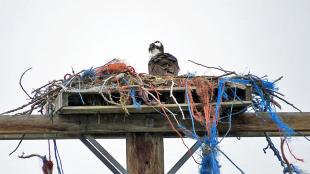 Osprey nest on power pole