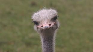Close up of Ostrich looking into the camera