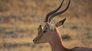 Red-billed Oxpecker on an Impala