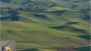Palouse country hills in Washington, home to Western Meadowlark