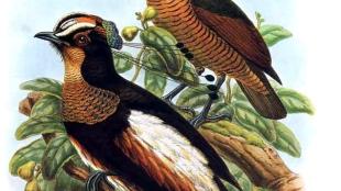 Illustration of ("Queen") Carola’s Parotia
