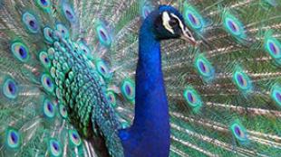 Peacock displaying tail feathers