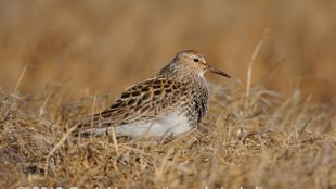 Pectoral Sandpiper