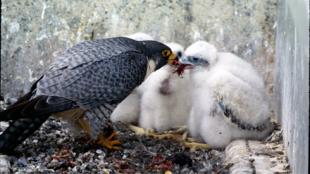 Male Peregrine falcon feeding chicks