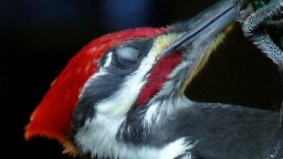 Pileated Woodpecker showing nictitating membrane.