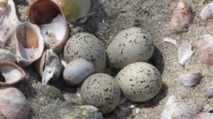 Piping Plover Eggs