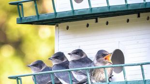 Purple Martins
